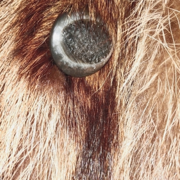 REAL FUR RACCOON STROLLER COAT W/ Hooks and Button SIZE LARGE/XLARGE - Picture 8 of 12